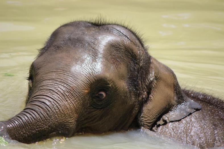 Der Kleine hat total Spass, Melbourne Zoo