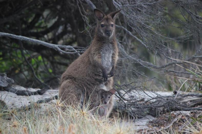 Wallaby mit Nachwuchs, Mount William National Park