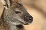 Wallaby, Mount William Nationalpark