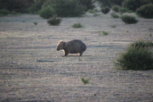 Unser erster Wombat, Mount William National Park