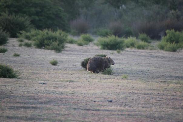 Jetzt aber schnell weg, Mount William National Park