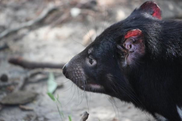 Tasmanian Devil, Natureworld