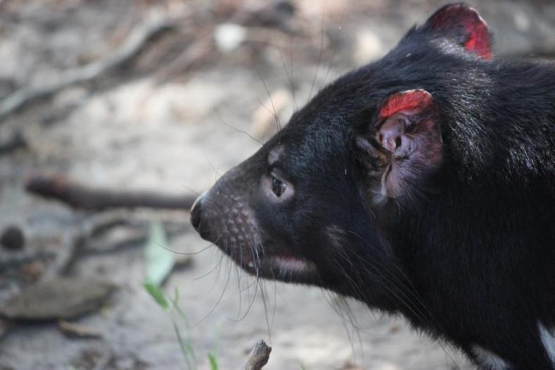 Tasmanian Devil, Naturland