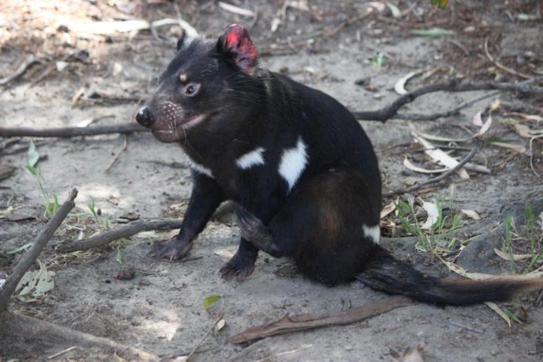 Tasmanian Devil, Naturland
