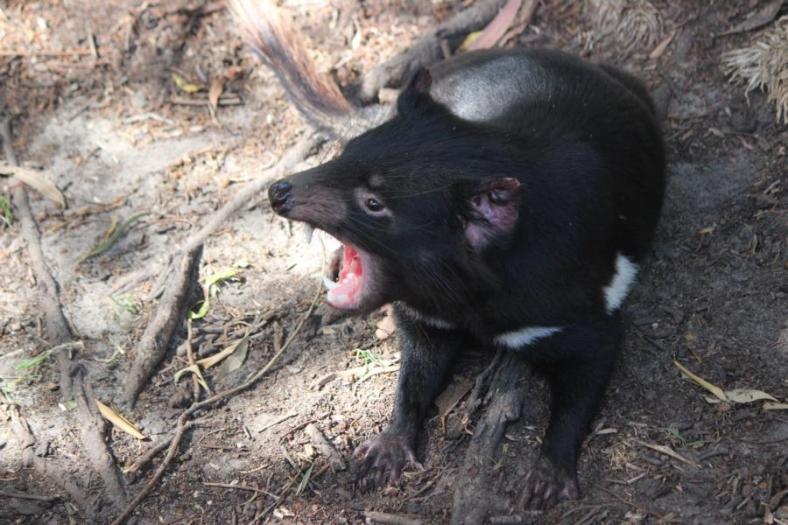 Tasmanian Devil, Naturland