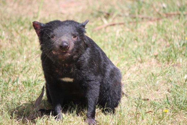 Tasmanian Devil, Naturland
