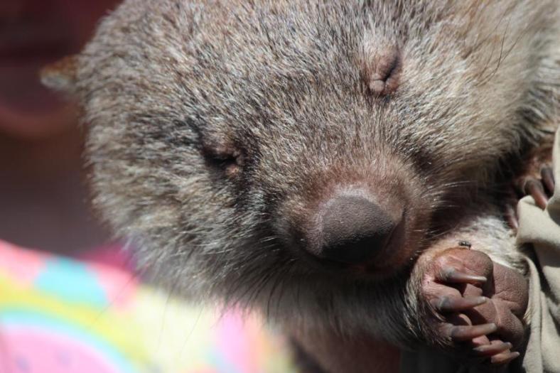 Wombat, Naturland