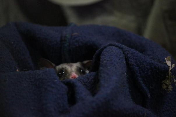 Sugar glider, Natureworld