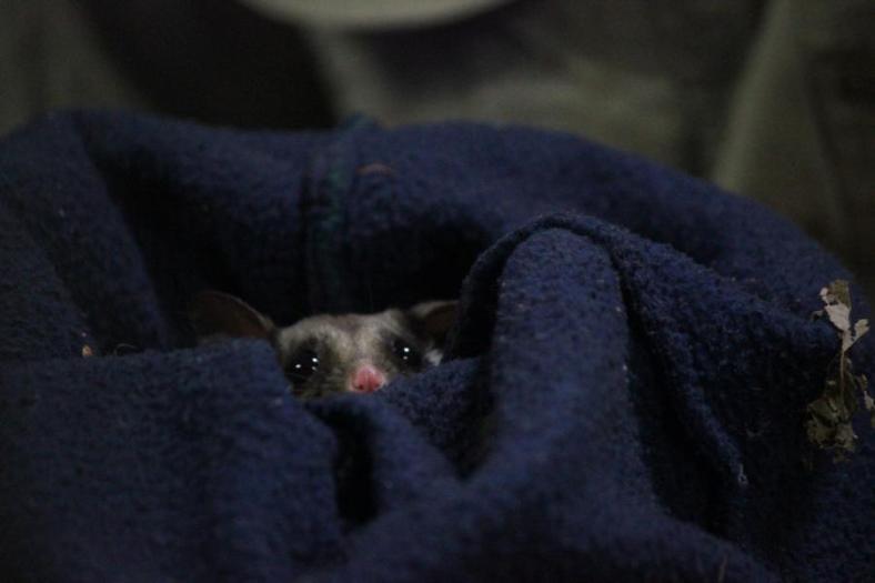 Sugar glider, Naturland