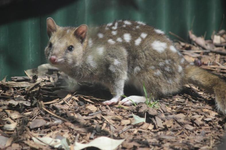 Eastern Quoll, Naturland