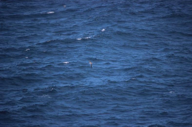Albatross, Tasman Sea