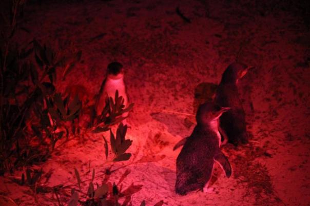 Little Penguin, Bruny Island