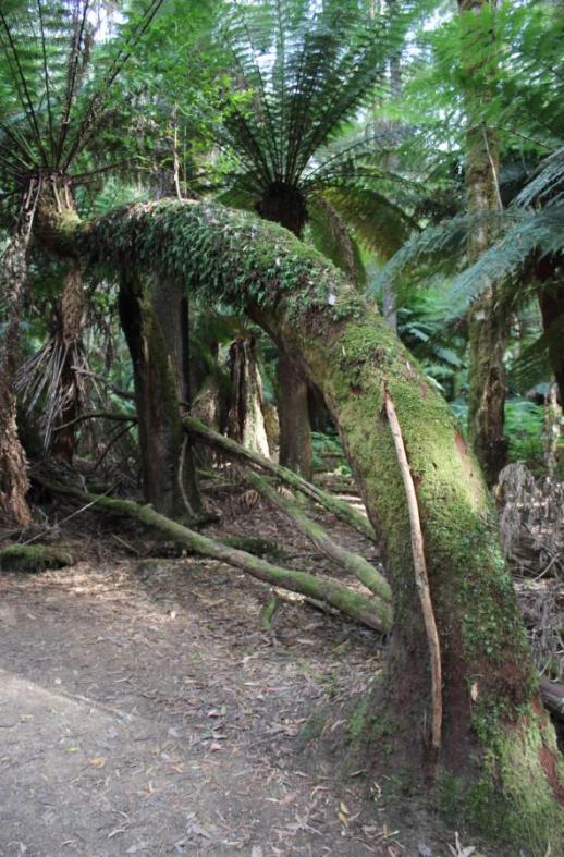 Wahre Überlebenskämpfer, Mount Field Nationalpark