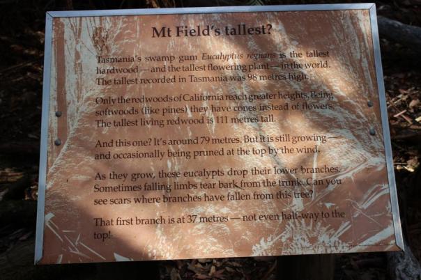 Swamp Gum Eucalyptus, Mount Field Nationalpar