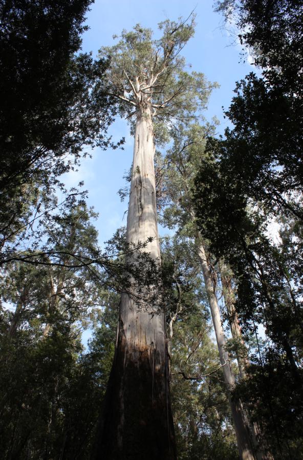 Swamp Gum Eucalyptus, Mount Field Nationalpark