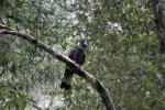 Jetzt mal nah, Yellow-tailed Black Cockatoo, Mount Field Nationalpark