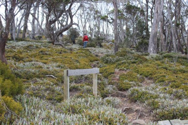 Wombat Moor, Mount Field Nationalpark