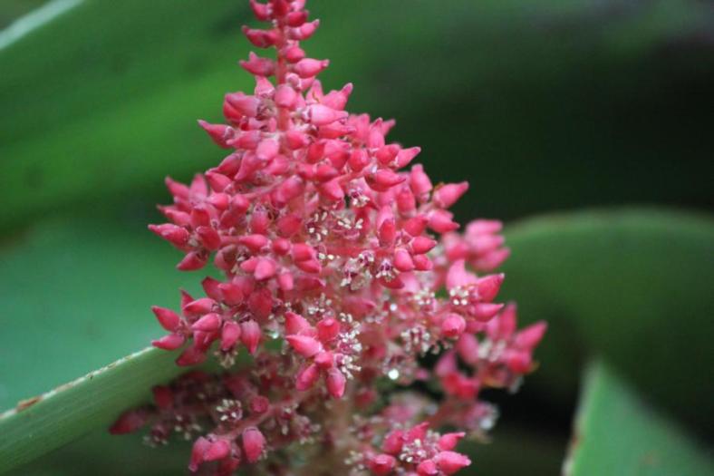 Blüte Tall pandani, Lake Dobson, Mount Field Nationalpark