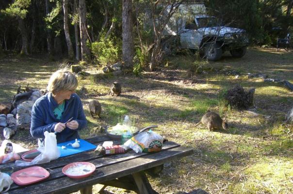 Susi mit treuen Begleitern, Pademelons, Lake Pedder