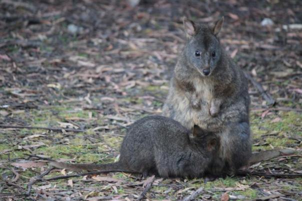 Pademelons, Lake Pedder