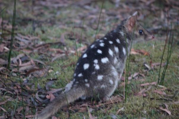Spotted-tailed Quoll