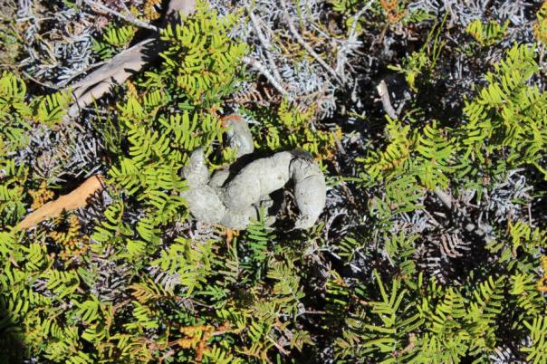 Tasmanian Devil Poo, haben wir gelernt, Cradle Mountain - Lake St Clair National Park