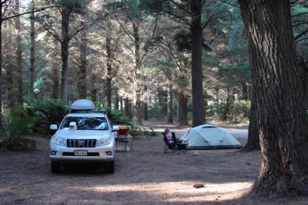 Camping im Pinienwald, Macquarie Harbour