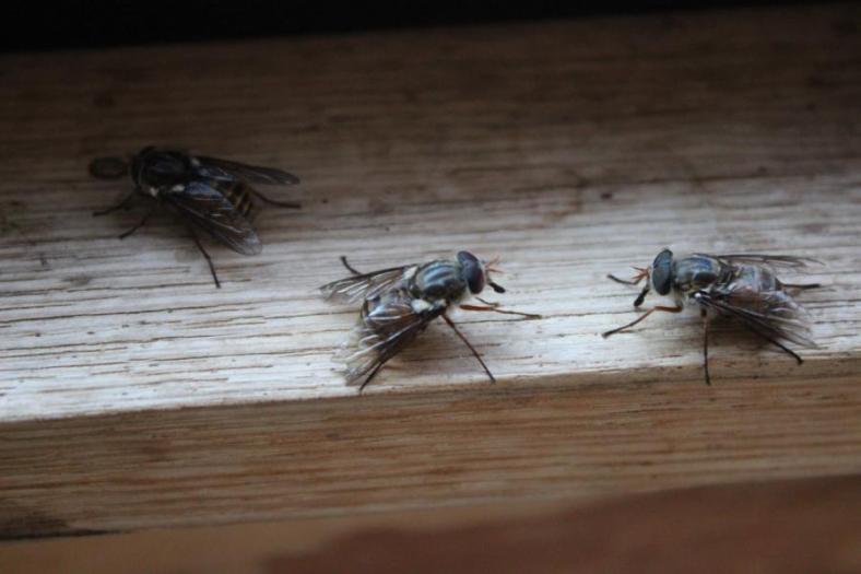 March Flies - Blutsaugende Ungeheuer in Mengen, Cradle Mountains - Lake St Clair NP