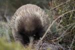 Echidna, der Ameisenigel Australiens, Cradle Mountains - Lake St Clair NP