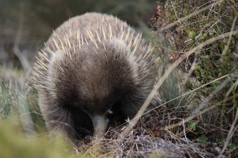 Echidna, der Ameisenigel Australiens, Cradle Mountains - Lake St Clair NP