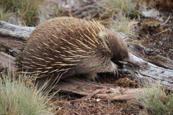 Echidna, der Ameisenigel Australiens, Cradle Mountains - Lake St Clair NP