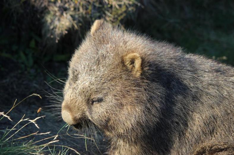 Wombat, Cradle Mountains - Lake St Clair NP
