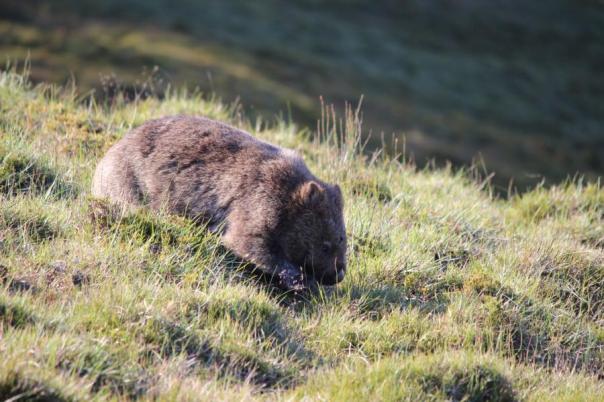 Wombat, Cradle Mountains - Lake St Clair NP