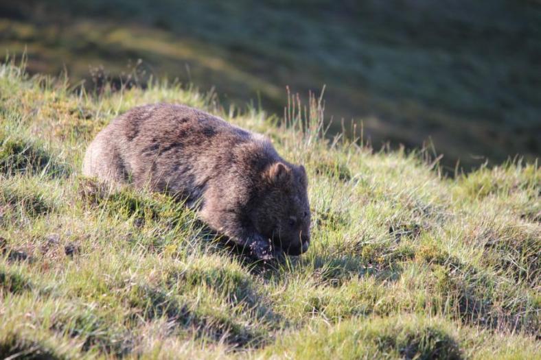 Wombat, Cradle Mountains - Lake St Clair NP