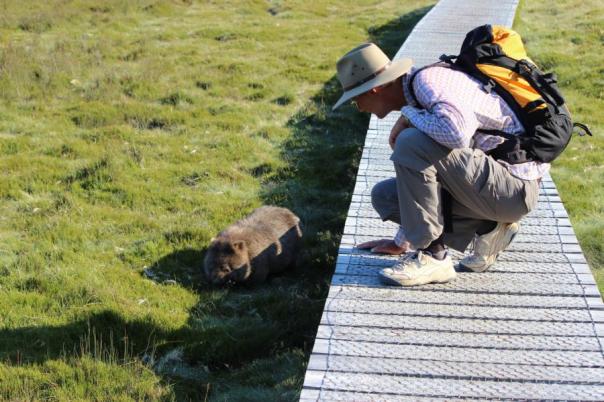 Wombat, Cradle Mountains - Lake St Clair NP