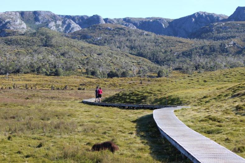 Wombat, Cradle Mountains - Lake St Clair NP
