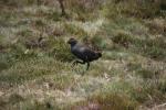 Tasmanian Native-hen, Cradle Mountains - Lake St Clair NP