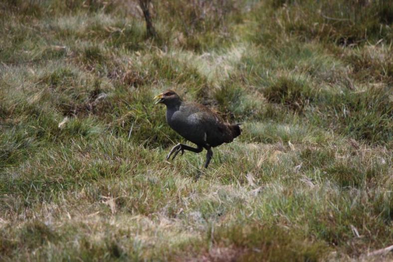 Tasmanian Native-hen, Cradle Mountains - Lake St Clair NP