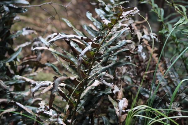 Die Spuren der Trockenheit sind auch im Regenwald sichtbar, Dismal Swamp