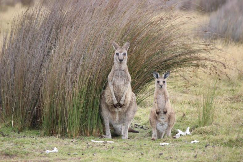 Grüße der australischen Osterhasen.... , Big Greys