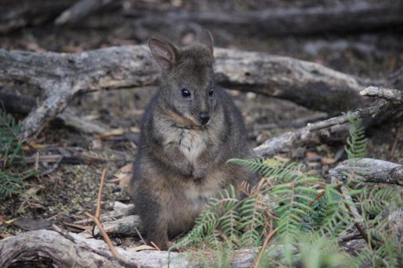 Die jungen Pademelons sind zum Knuddeln