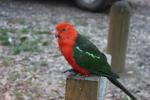 King Parrot, Great Ocean Road