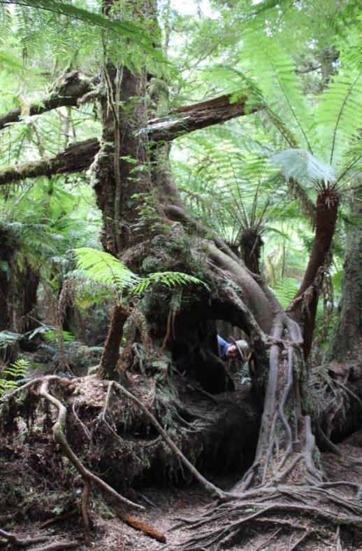 Maits Rest, Great Ocean Road