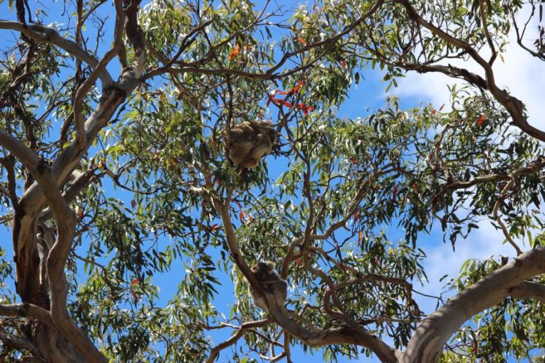 Koalas, Great Otway National Park, Great Ocean Road