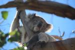 Koala, Great Otway National Park, Great Ocean Road