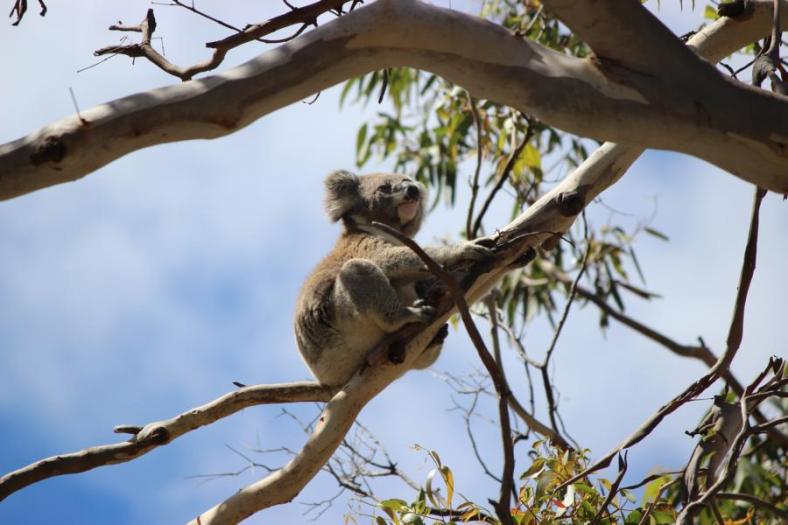 Der Bursche sitzt in Pose, Koala, Great Otway National Park, Great Ocean Road