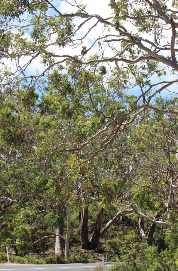 Ha, der erste Koala, Great Otway National Park, Great Ocean Road