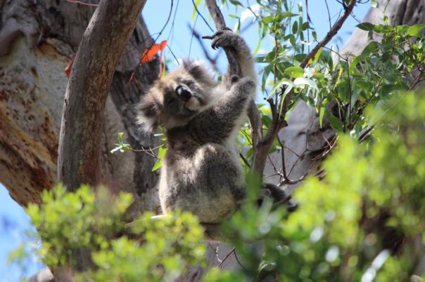 Koala, Great Otway National Park, Great Ocean Road