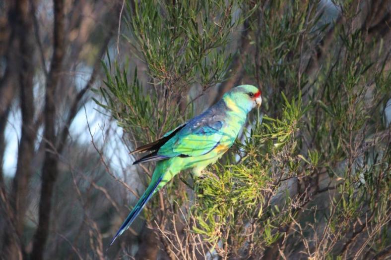 Australian Ringneck, Hattah Kulkyne NP