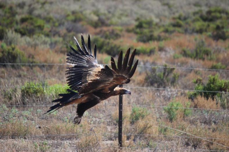 Wedge-tailed Eagle